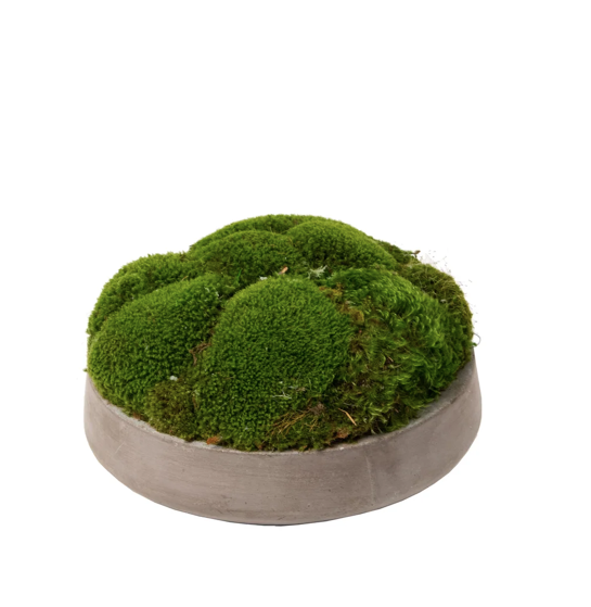 Small Moss Bowl in Cement Bowl