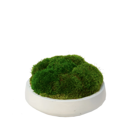 Small White Bowl With Moss